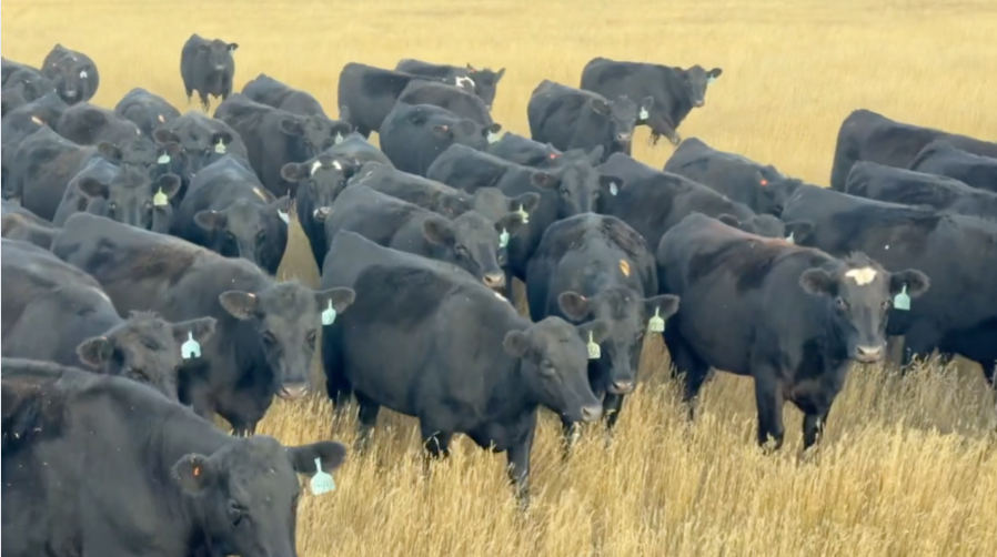 April calving, Fancy, 925-975lbs! Flexible on delivery date!- BH1001A5